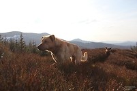 Ćwiczenia terenowe Bieszczady-Otryt-Połonina Wetlińska-Mała Rawka-kwiecien 2011